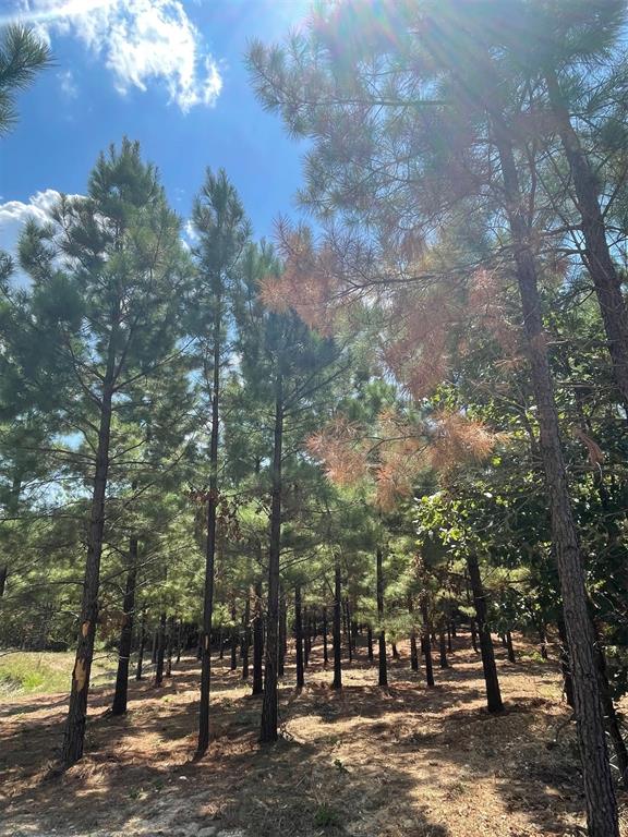 64 Pine Root Court