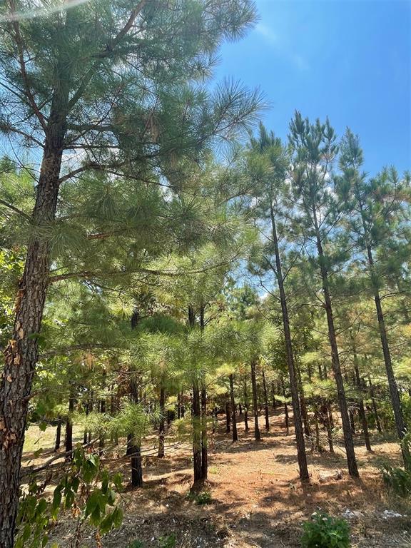 64 Pine Root Court