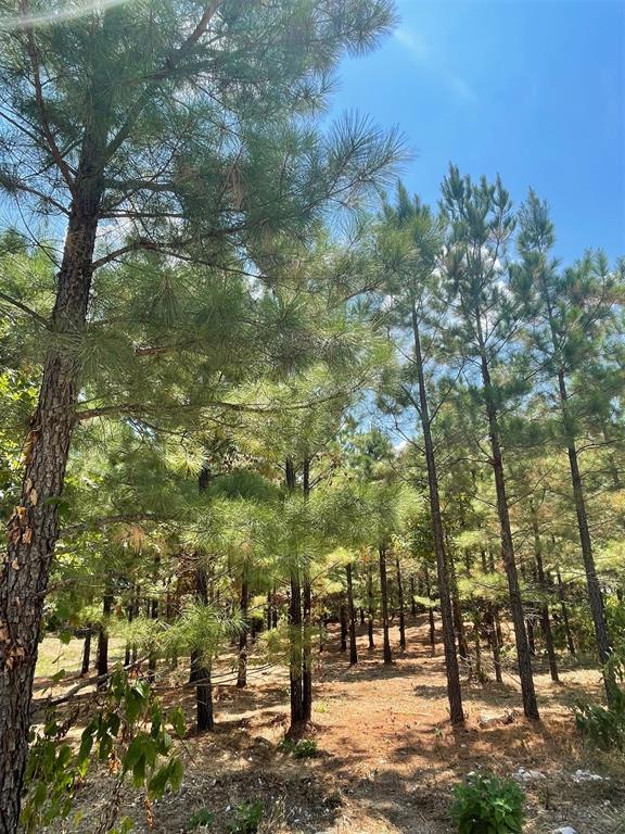 64 Pine Root Court