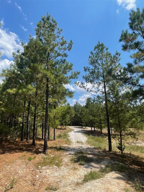 64 Pine Root Court