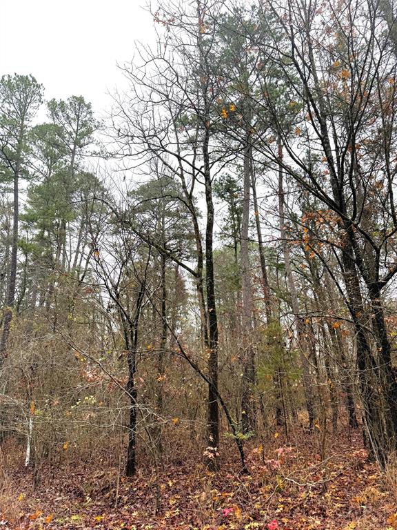 238 Timber Creek Trail