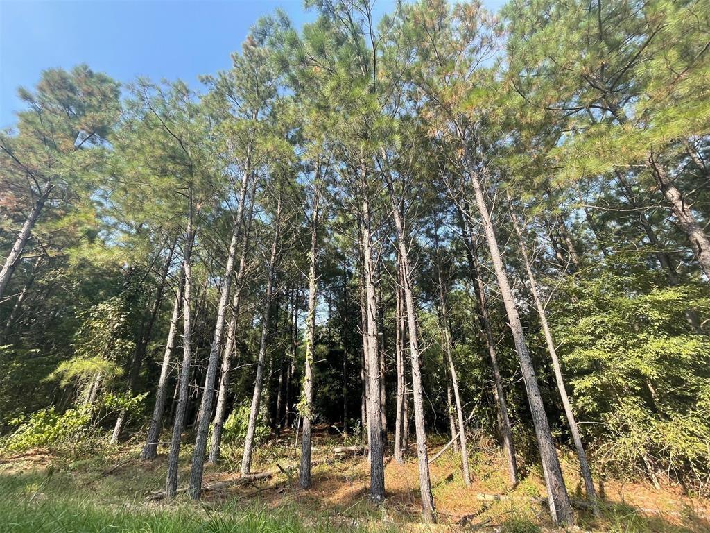 56 Green Olive Trail