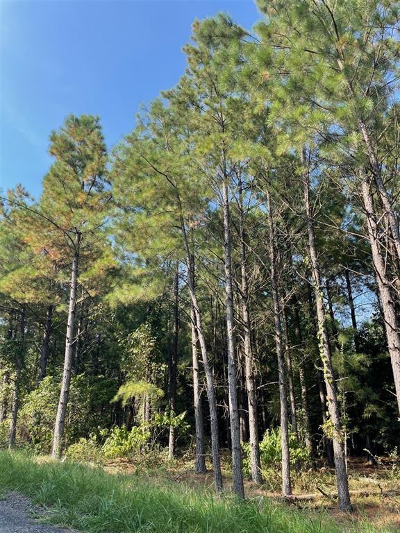 56 Green Olive Trail