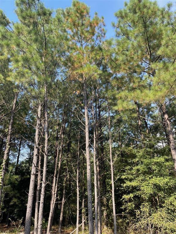 56 Green Olive Trail