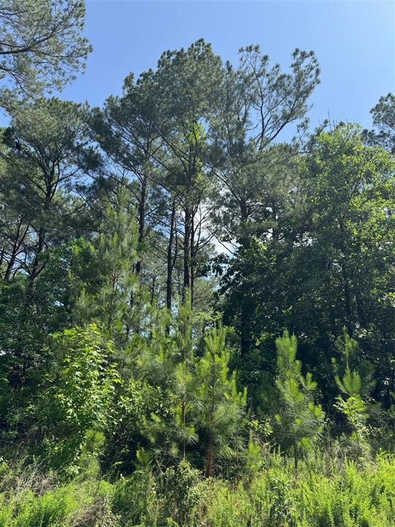 87 Blue Maple Trail