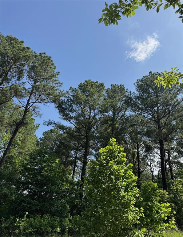 87 Blue Maple Trail
