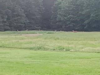 615 Alpaca Lane
