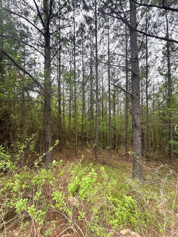 421 Lukfata Fork Trail