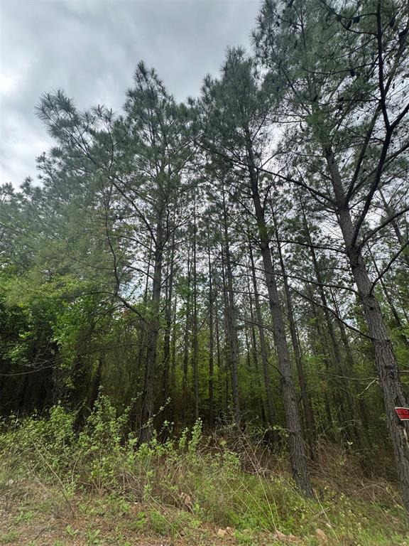 421 Lukfata Fork Trail