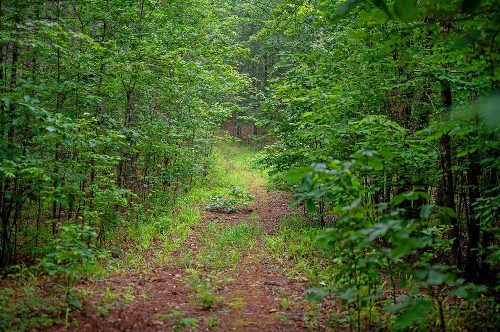 57 Wild Turkey Trail