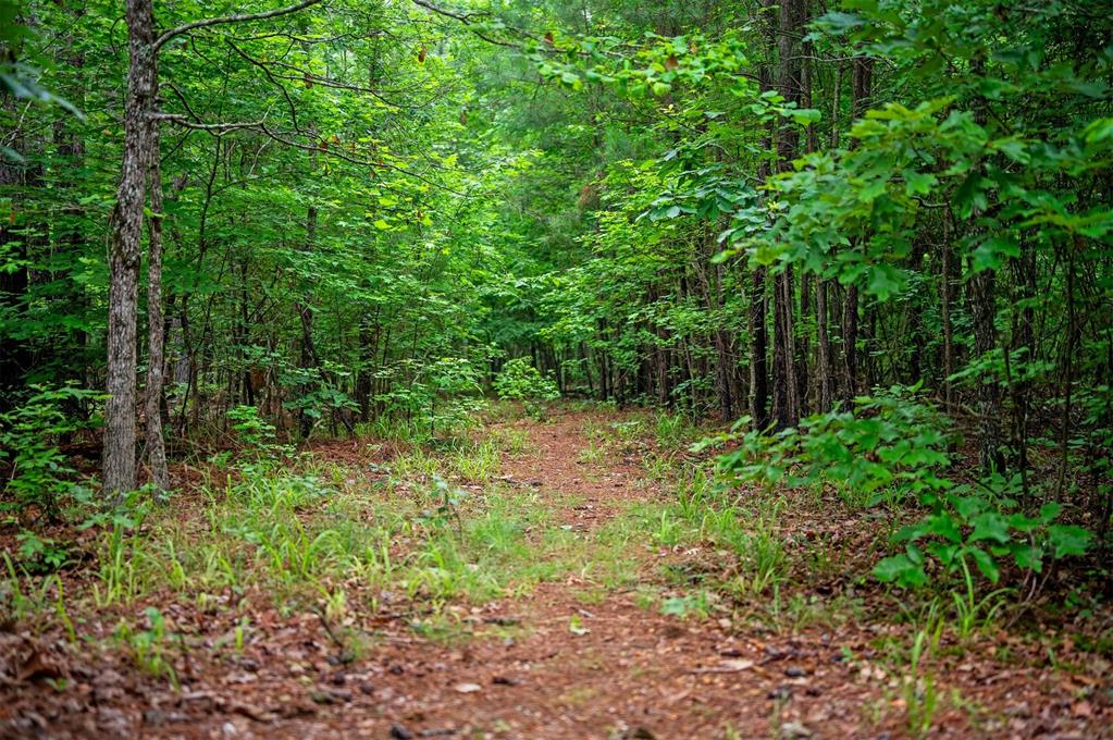 57 Wild Turkey Trail