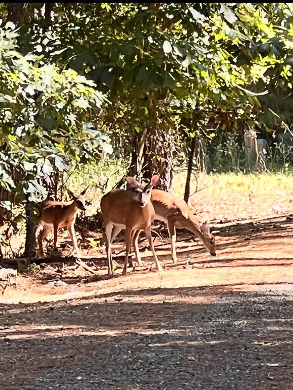 156 Huckleberry Trail