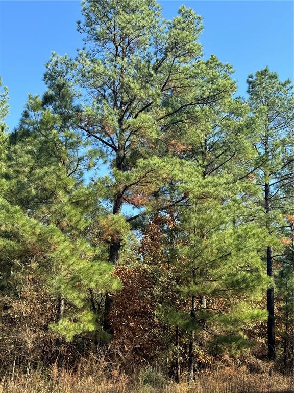 205 Bear Cedar Trail