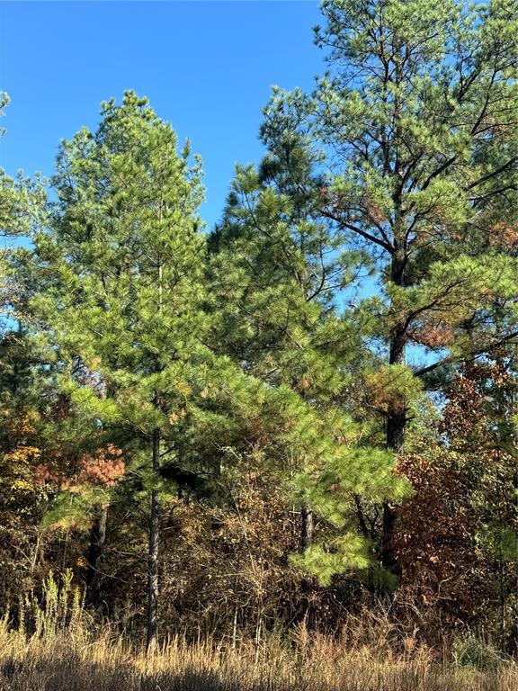 205 Bear Cedar Trail