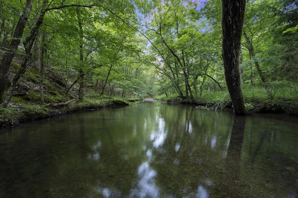 493 Timber Creek Trail