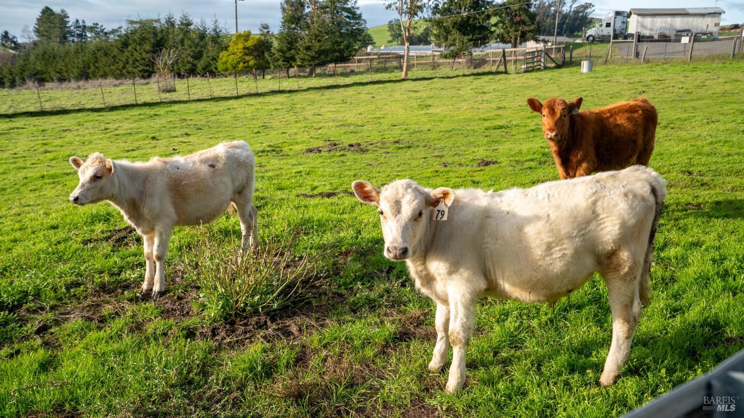 3701 Middle Two Rock Road