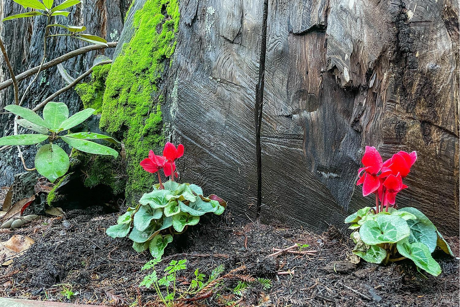 17565 Old Monte Rio Rd