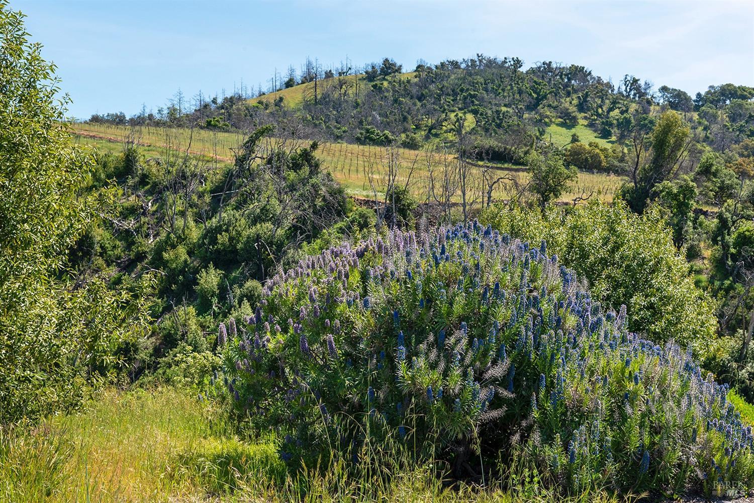 1888 Crystal Springs Court