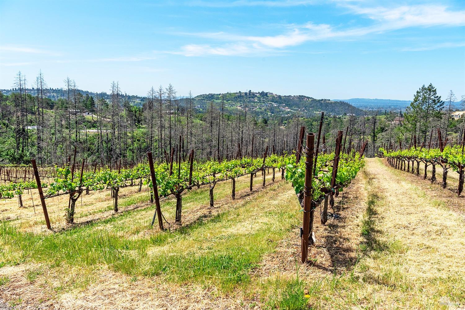 1888 Crystal Springs Court