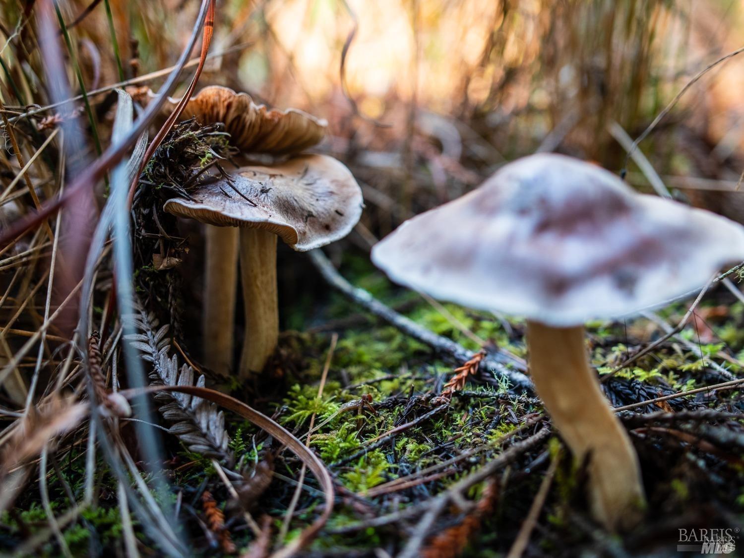 46990 Getchell Gulch Road