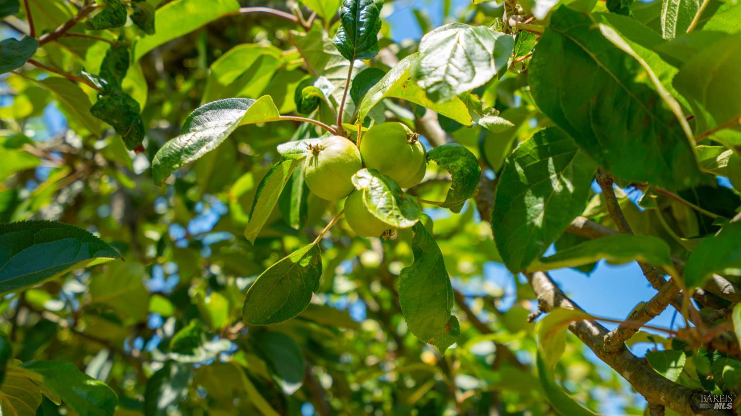 1850 Blucher Valley Road