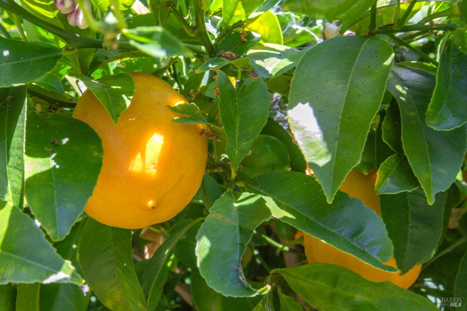 4 Eucalyptus Knoll St