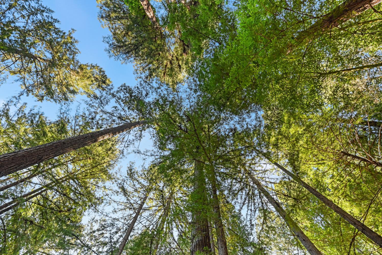 9 Huckleberry Heights