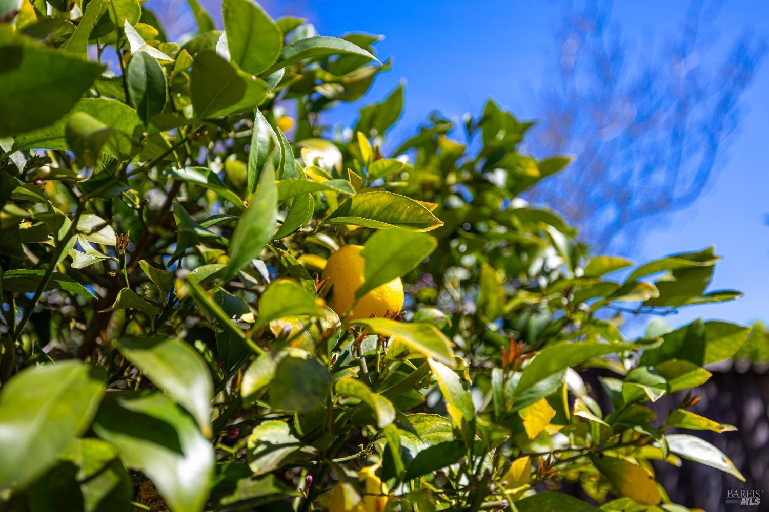 79 Fountain Grove Circle