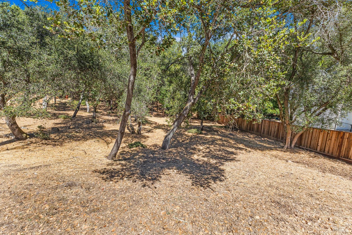 Residential yard with mature trees, dry leaf-covered ground, and a wooden fence.