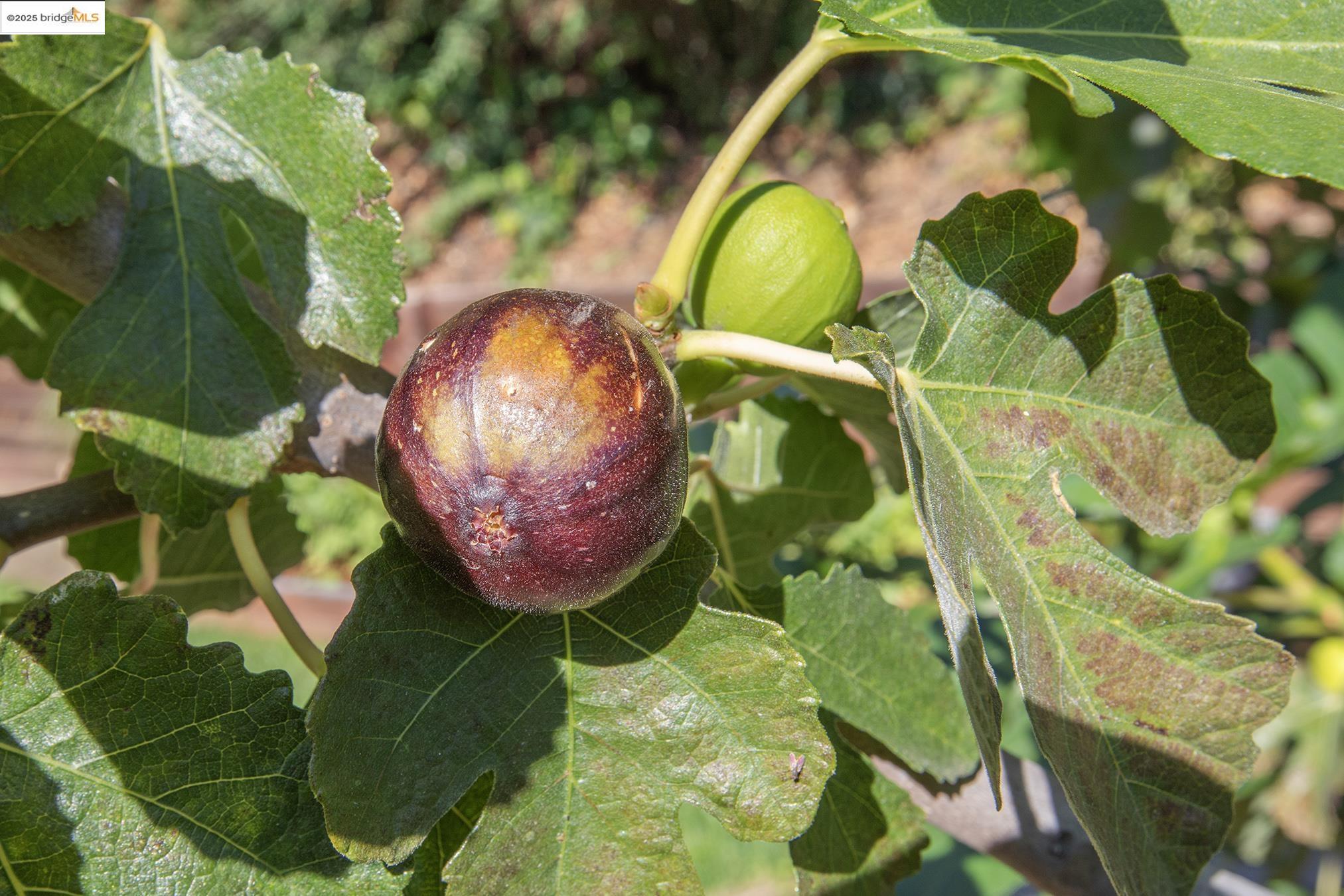 2850 Jennifer Dr, Castro Valley