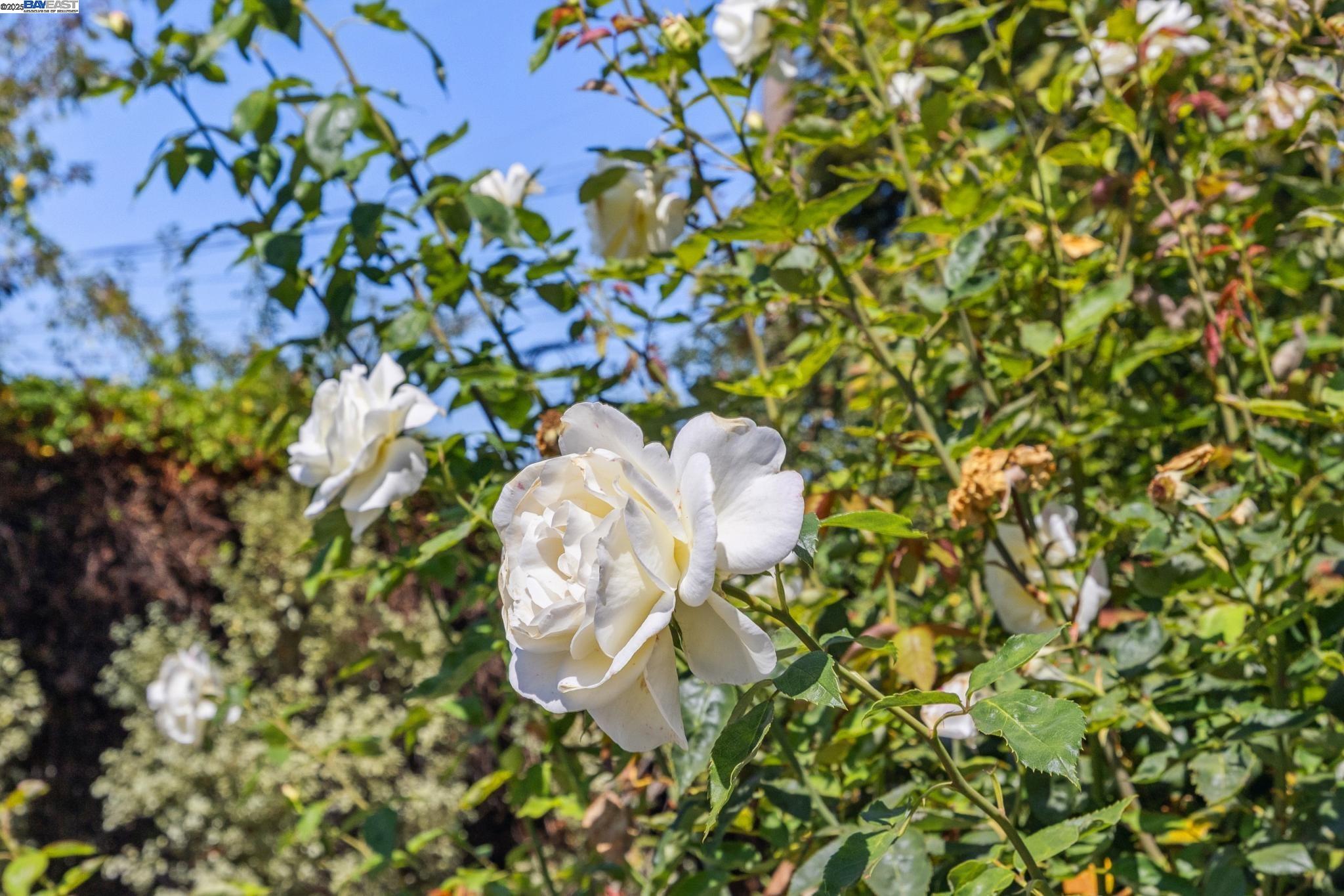 772 Stewart Ct, Alameda