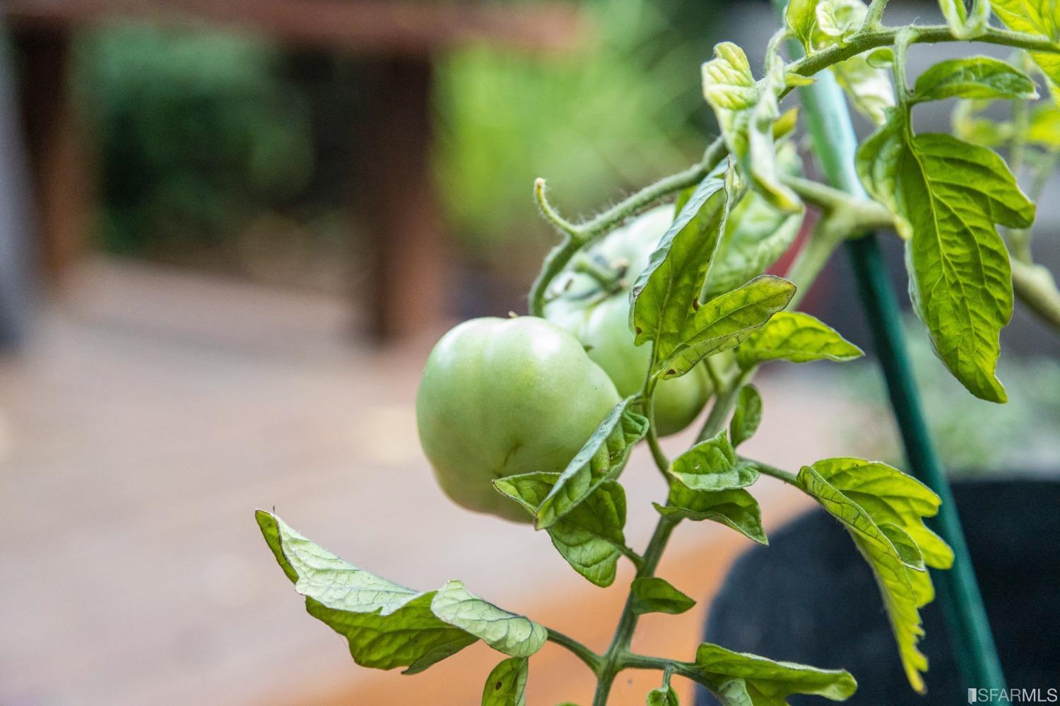 633 Capp Street Unit: A