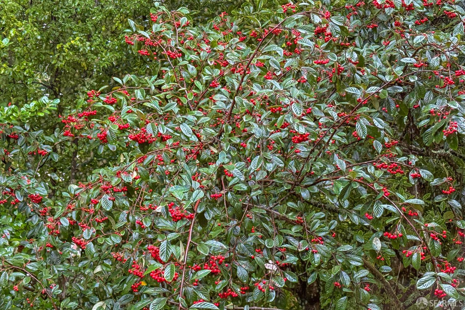 497 Dellbrook Avenue