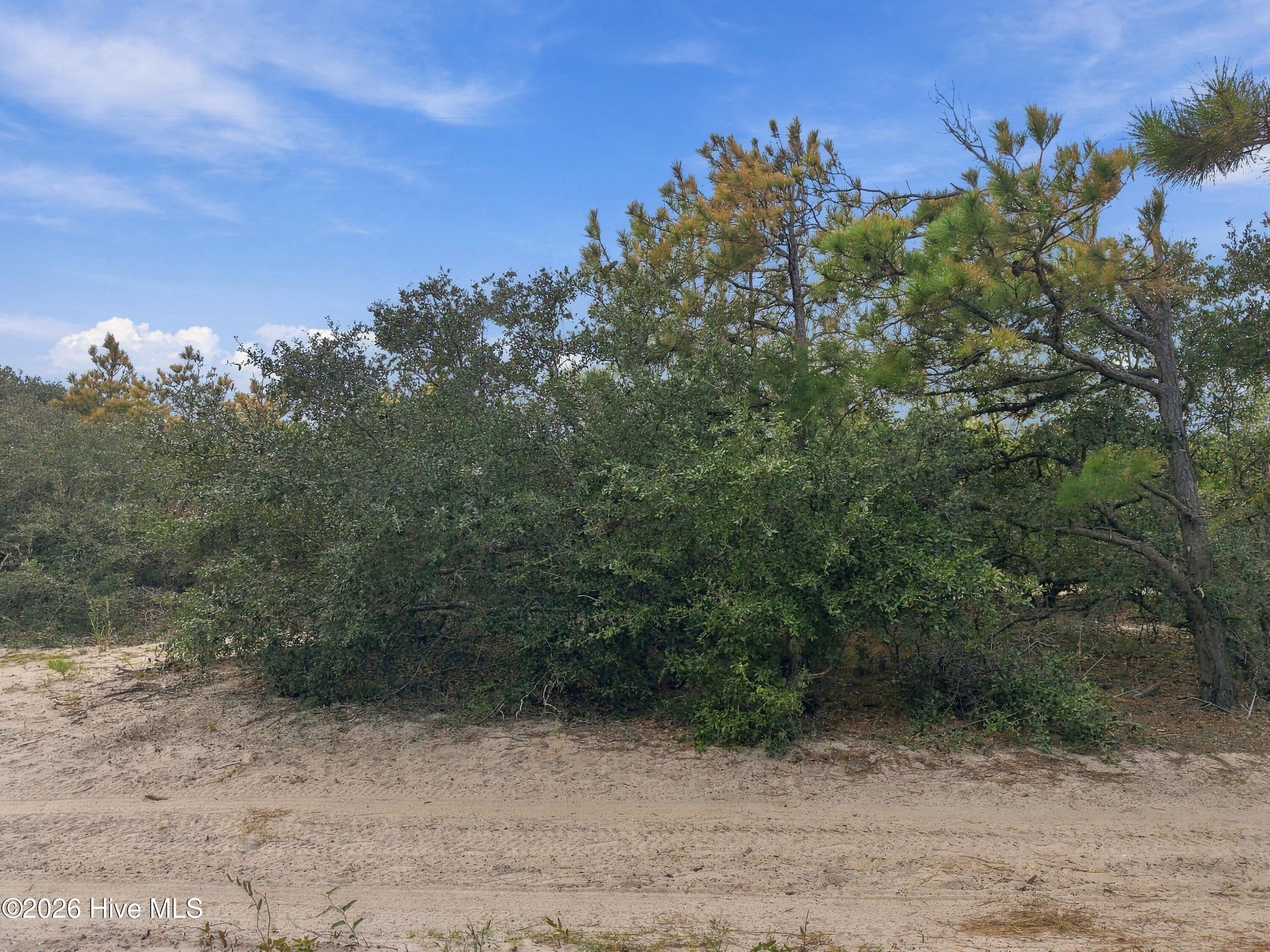 Sandy ground bordered by dense coastal shrubs and pine trees.