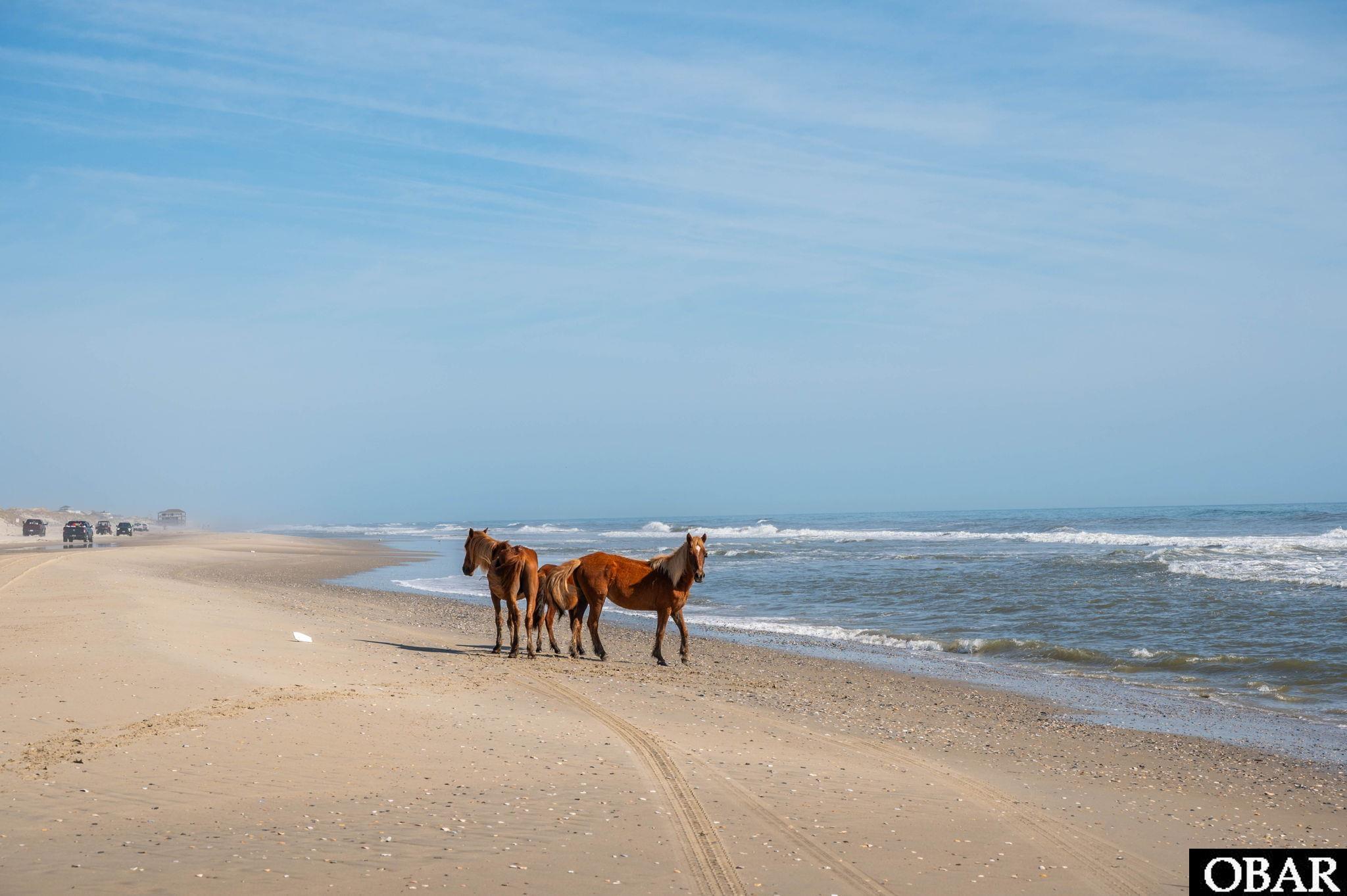 Wild horses stand beside the surf on a sandy beach, with beach-driving vehicles in the distance.