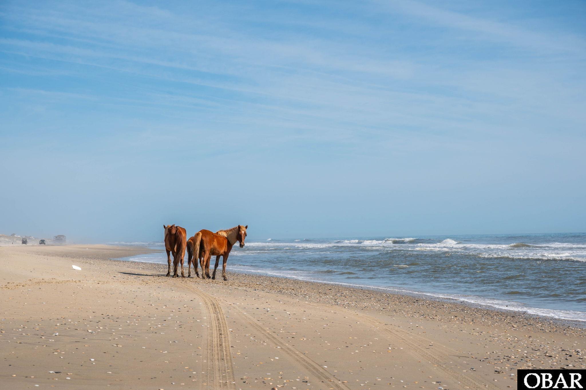 Three brown horses stand on a sandy beach beside the ocean.