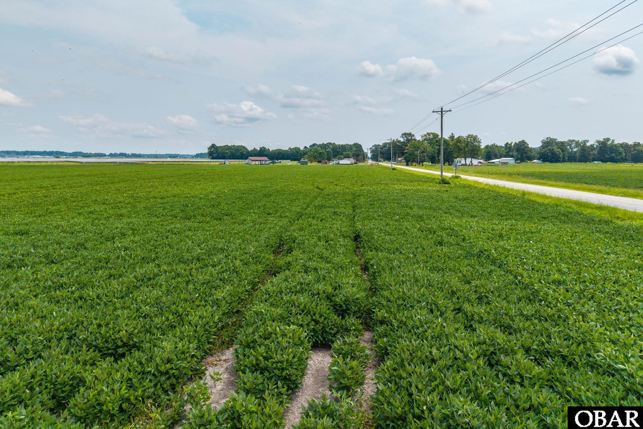 Green crop rows stretch across a rural field beside a road and utility lines.