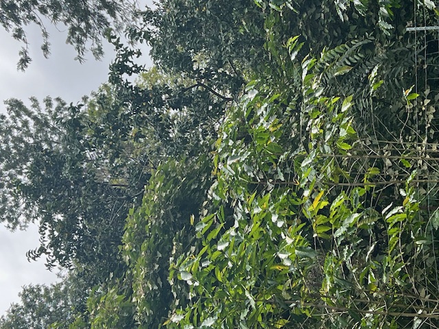 KALOKO DR