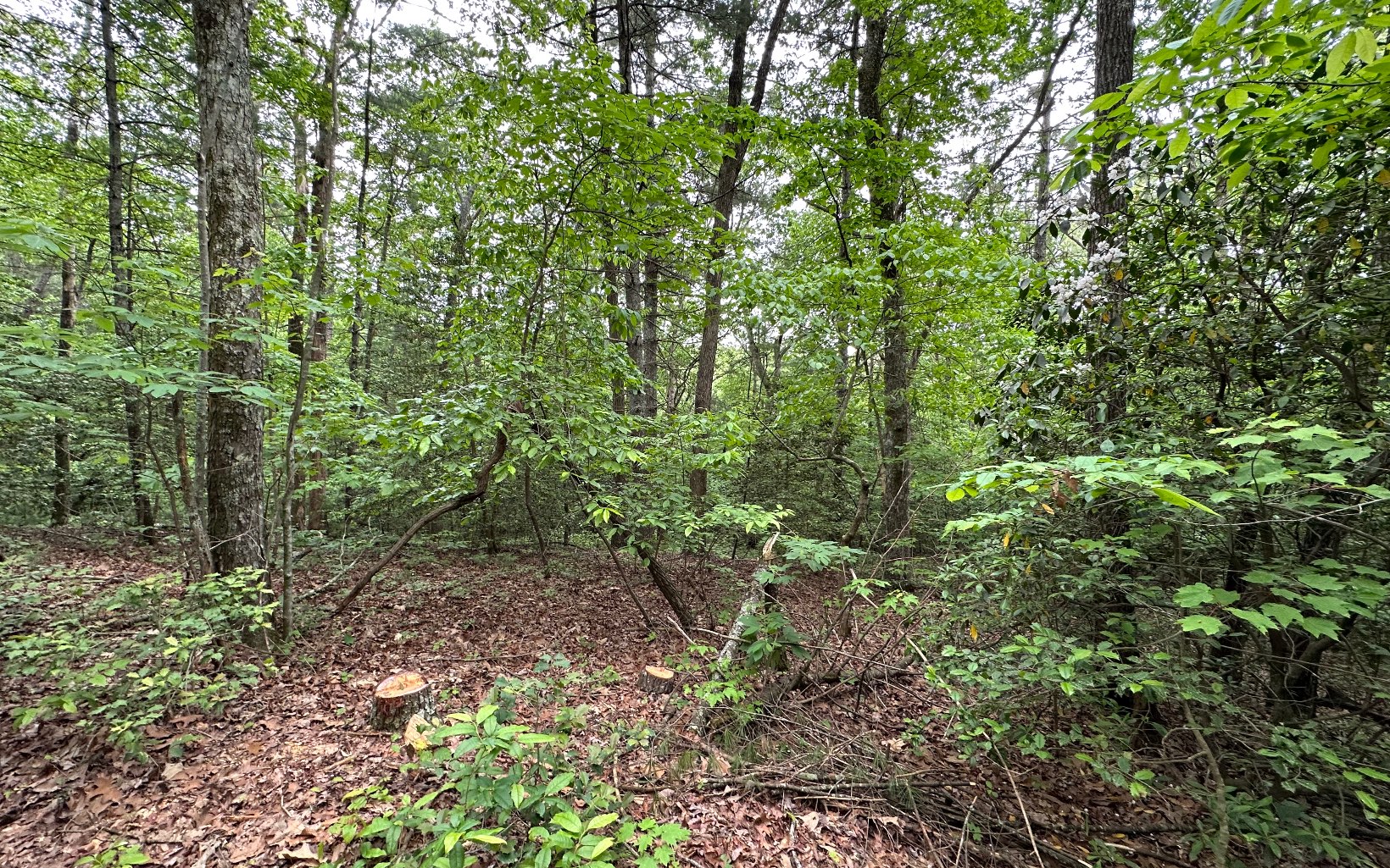 00 Scott Hollow Road