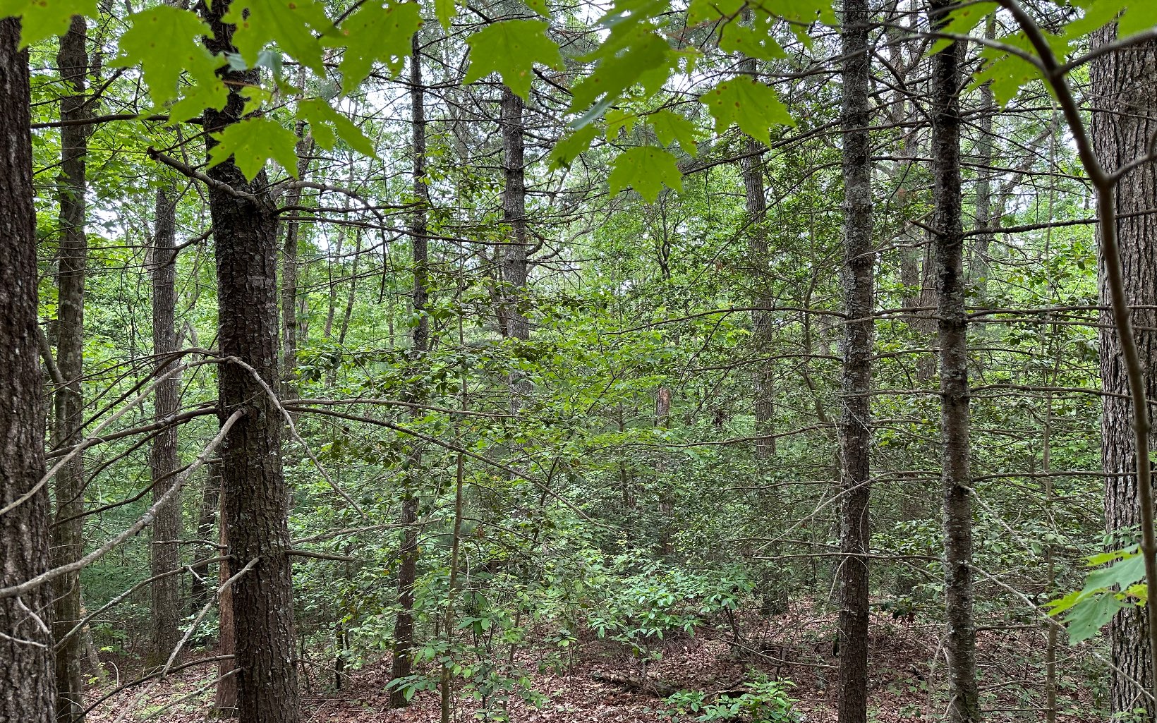 00 Scott Hollow Road