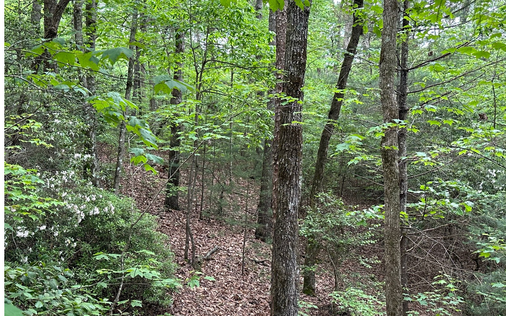 00 Scott Hollow Road