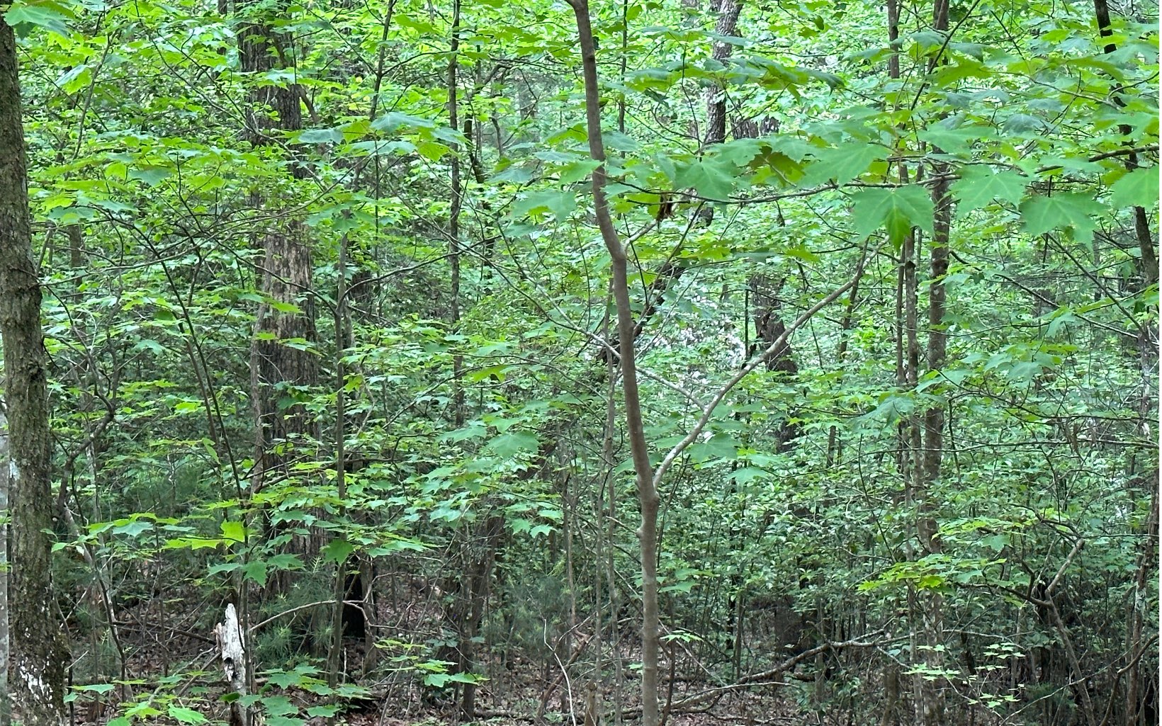 00 Scott Hollow Road