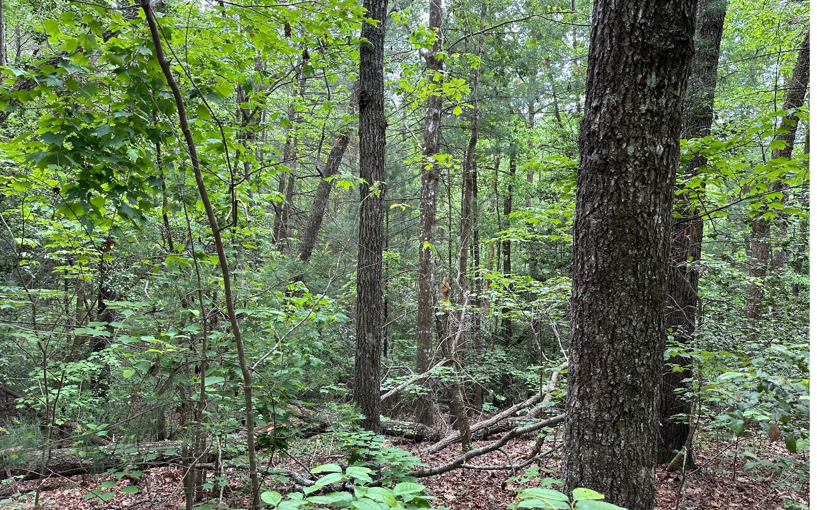 00 Scott Hollow Road