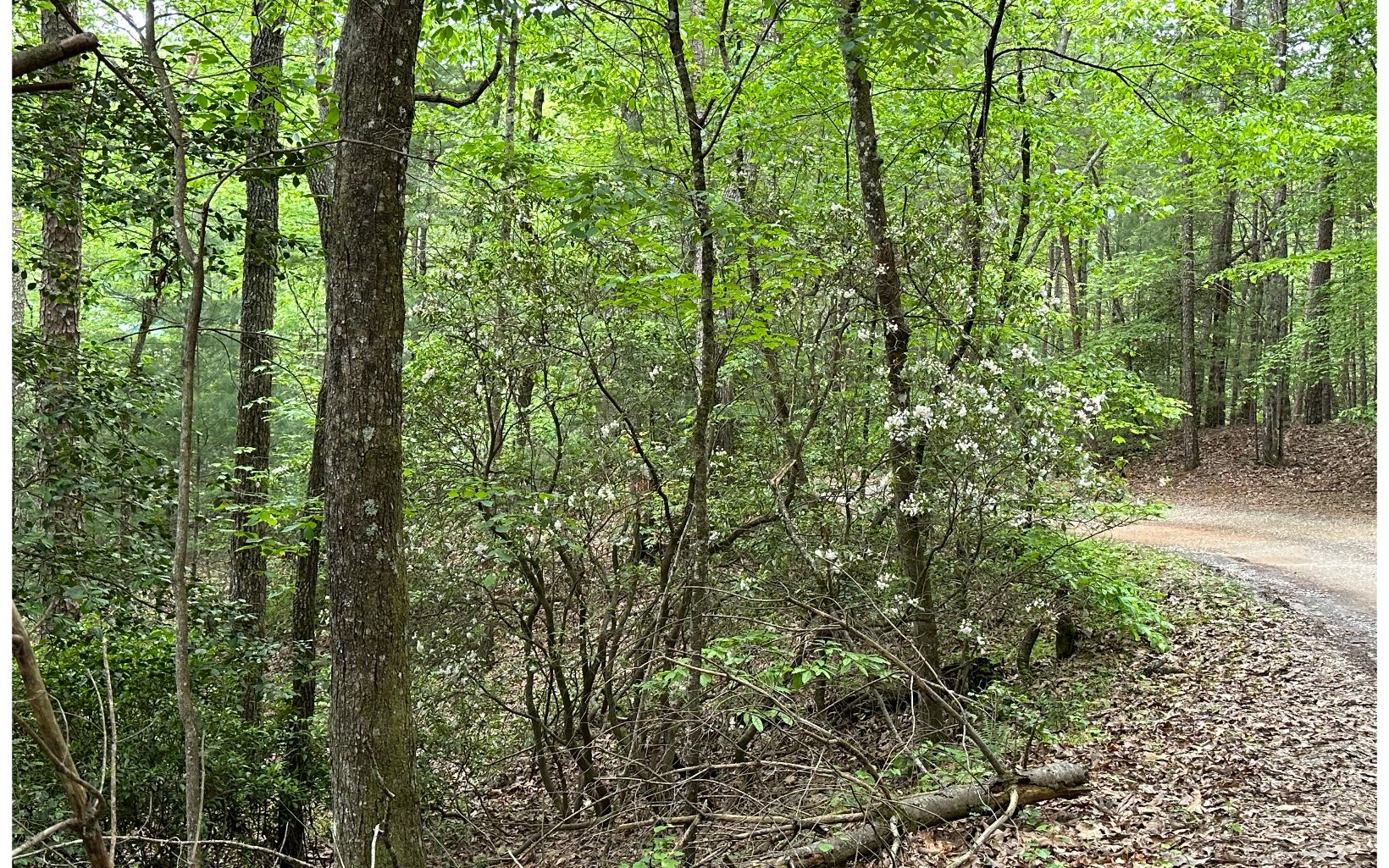 00 Scott Hollow Road