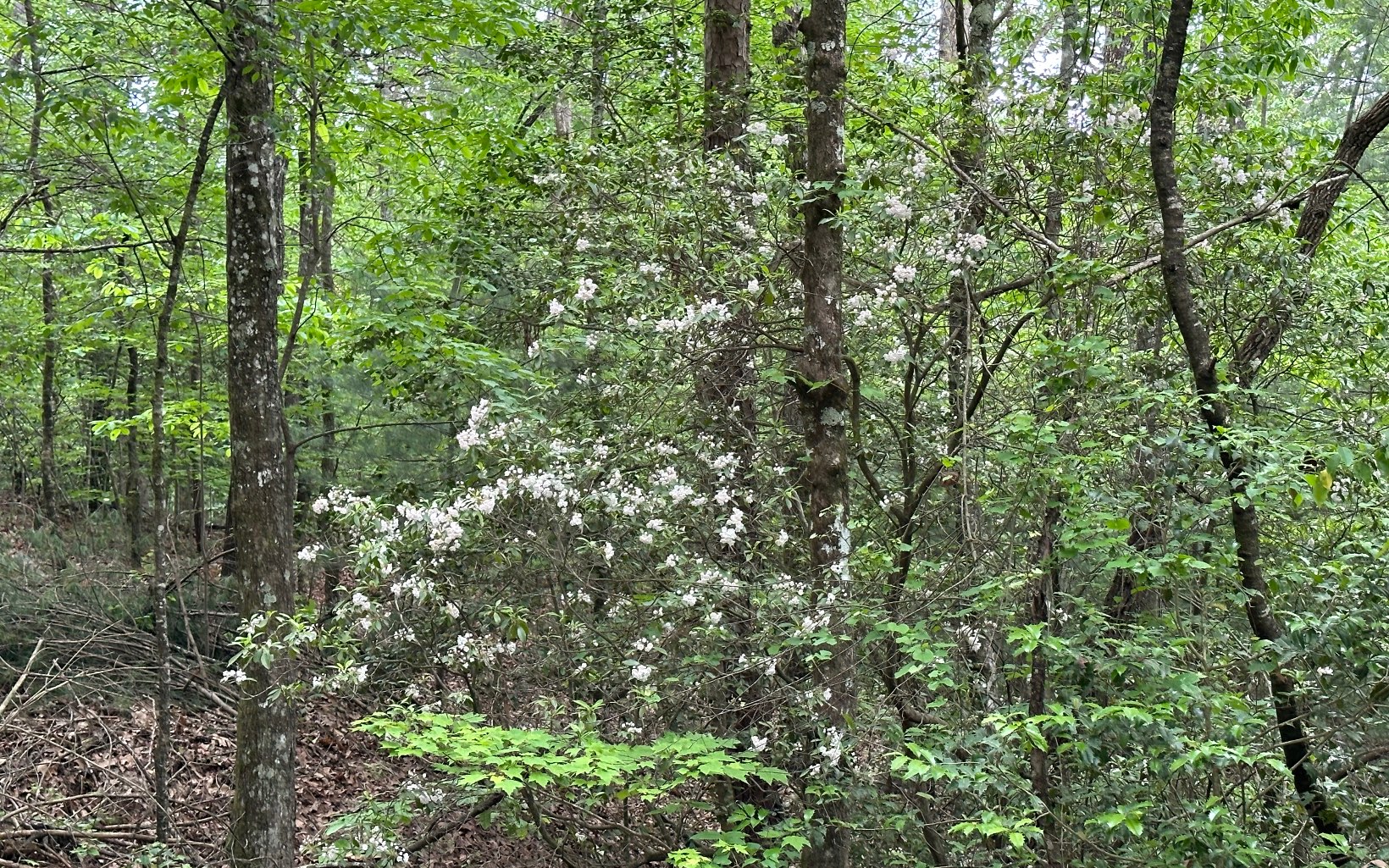 00 Scott Hollow Road