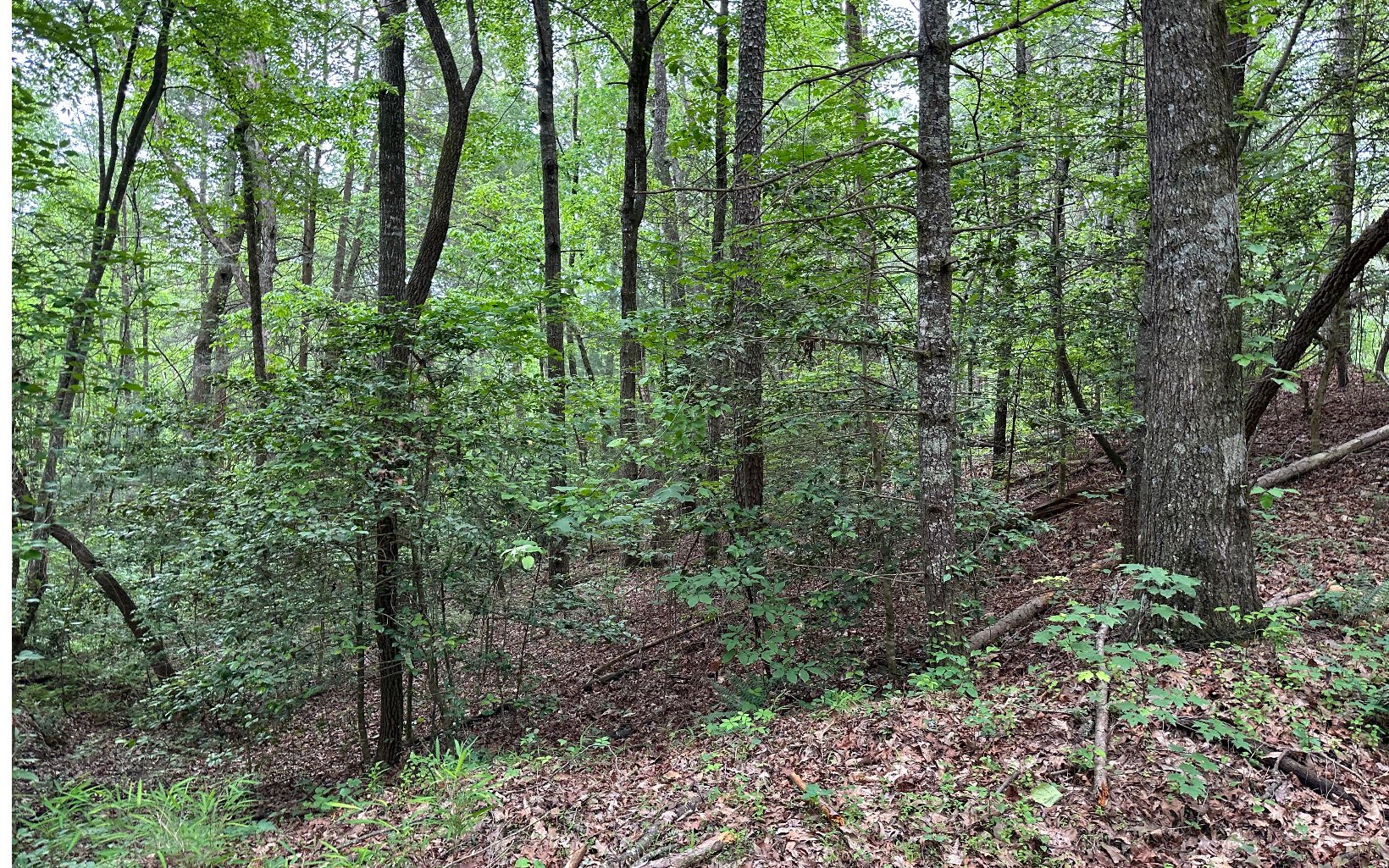 00 Scott Hollow Road