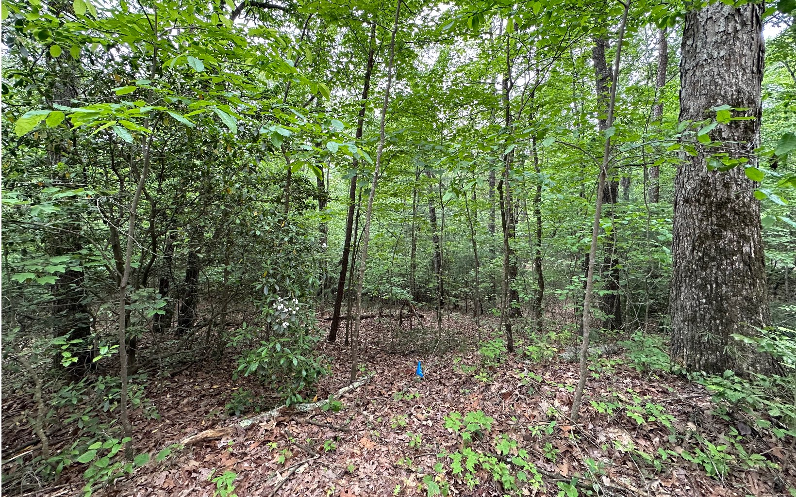 00 Scott Hollow Road