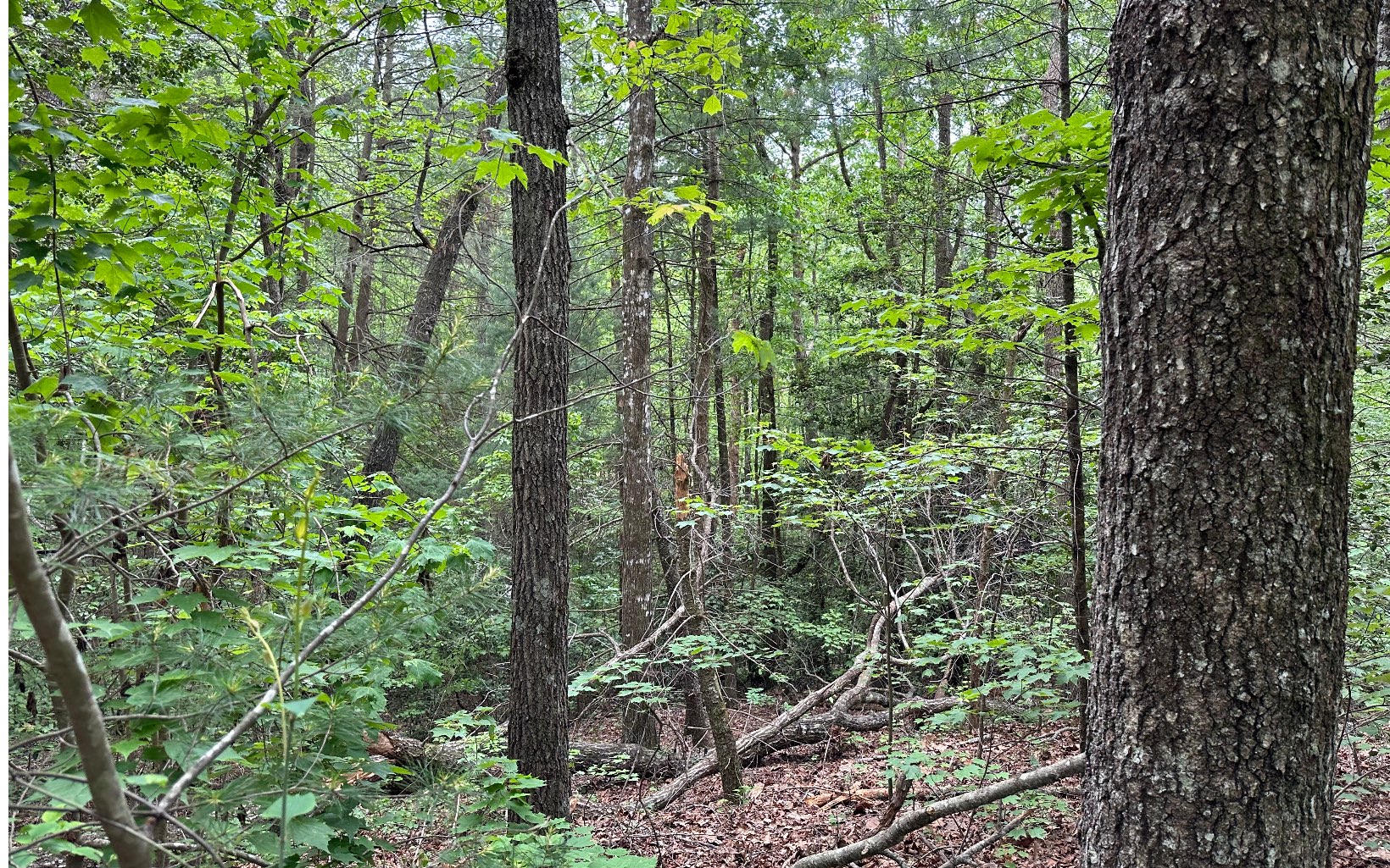 00 Scott Hollow Road