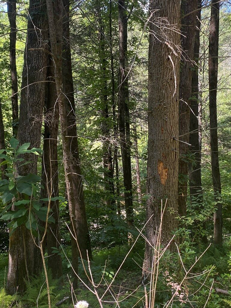 Blue Ridge