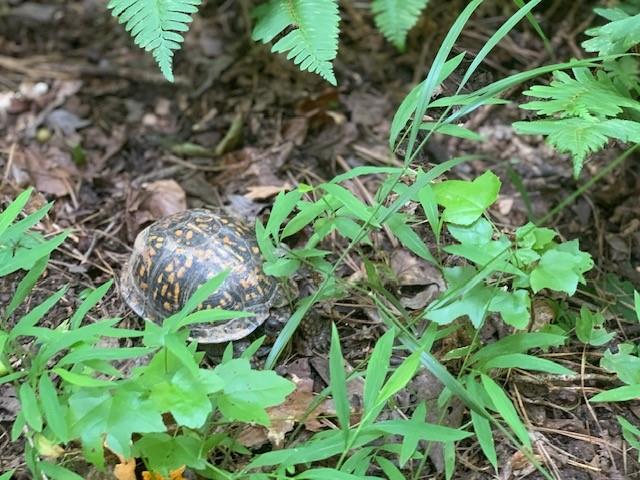 0 Saddlebrook Court Court